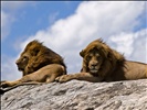 Male Lions on Rock